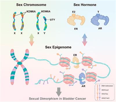 Sexual dimorphism in bladder cancer: a review of etiology, biology, diagnosis, and outcomes